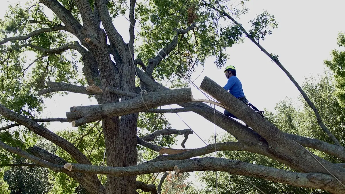 Professional Crown Thinning performed by certified arborists in East Baldwin