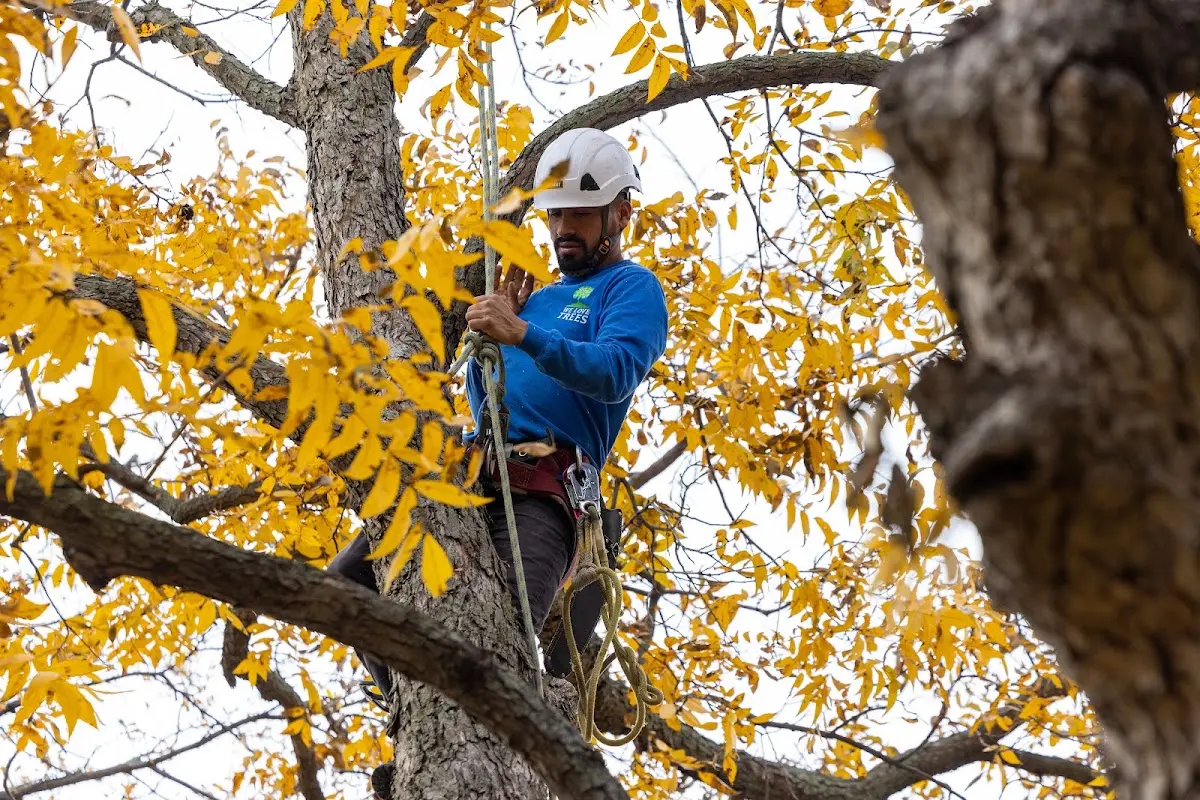 Skilled Tree Transplanting crew working in East Baldwin